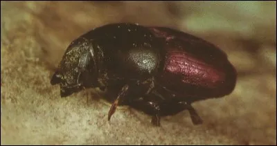 Cet insecte est un "scolyte destructeur". Il s'attaque à un arbre : lequel ?