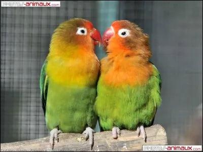 Ta proie préférée est...