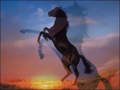 Comment dit-on "cheval" ?