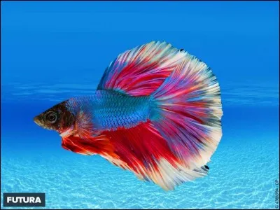 Comment dit-on "poisson" ?