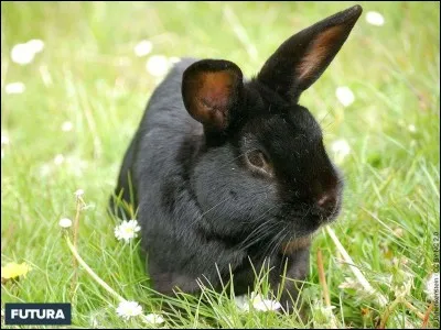 Comment dit-on "lapin" ?