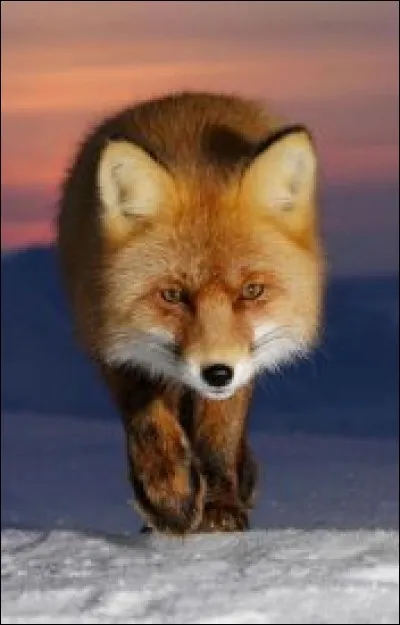 Quel est ton trait de caractère le plus dominant ?