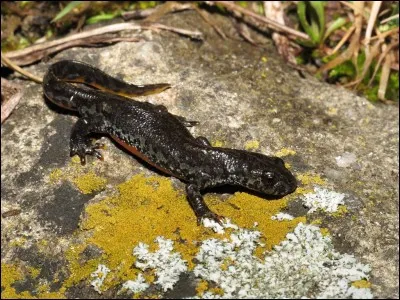 Qui d&eacute;cide de partir tuer Scarlet avec P&eacute;ril ?