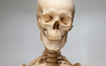 Quiz Anatomie