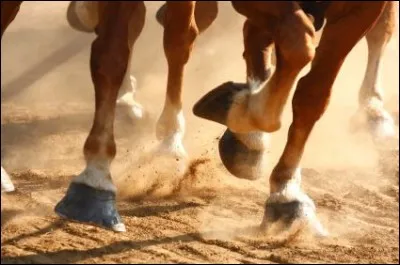Comment appelle-t-on le pied du cheval ?
