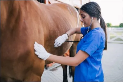Comment s'appelle le "docteur du cheval" ?