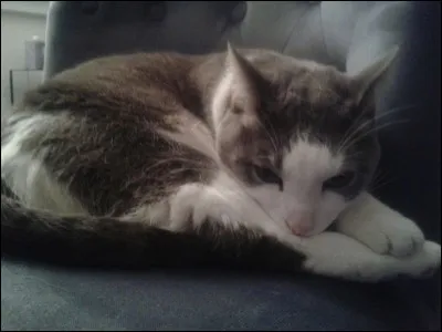 Qui sont les compagnes/compagnons des héros ?