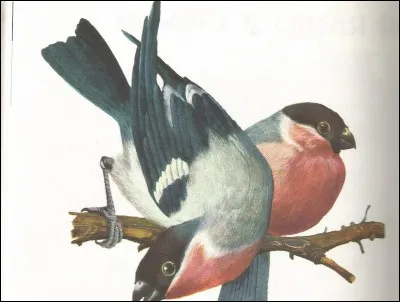 Ces jolis passereaux sont des...