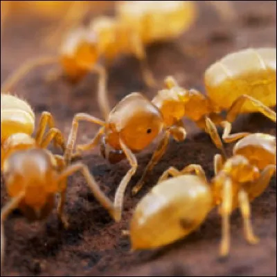 La fourmi fait partie des...