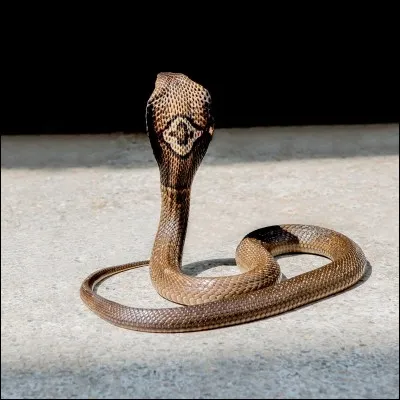 Comment s'appelle cette espèce de serpent ?