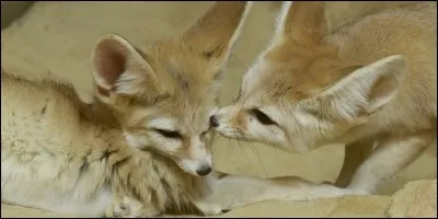 Comment s'appelle cet animal ?