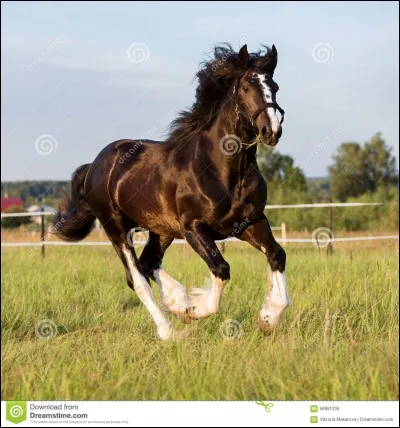 Quel animal court le plus vite ?