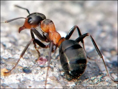 Quel animal marche le plus lentement ?
