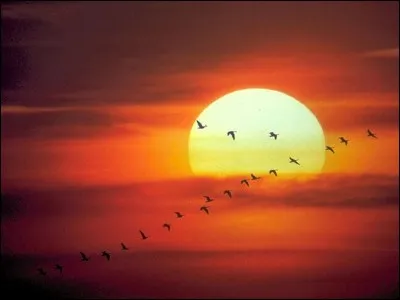 Une petite devinette. Quel animal met sa tête dans le sol ?