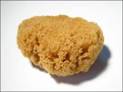 Il existe une protection hygiénique peu connue : les éponges. Quel est leur gros avantage ?