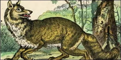 Comment s'appelle l'éternel ennemi de Renart dans "Le Roman de Renart" ?