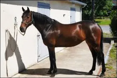 Où faut-il attacher un cheval ?