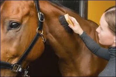 Quel est l'ordre des instruments de pansage ?