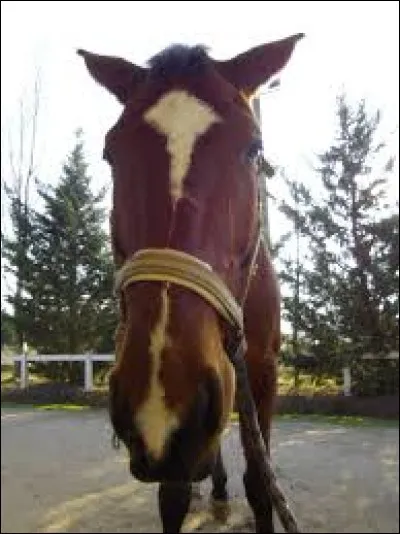 Comment faut-il aborder un cheval attaché ?