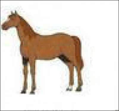 Quelle est la couleur de ce cheval ?