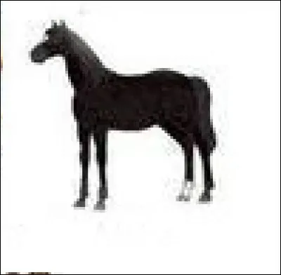 Quelle est la couleur de ce cheval ?