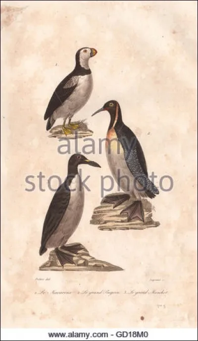 Est-ce que les pingouins ont des genoux ?