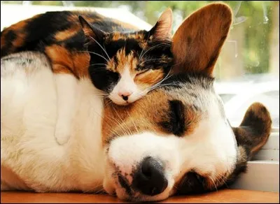 Est-ce que les animaux rêvent la nuit ?