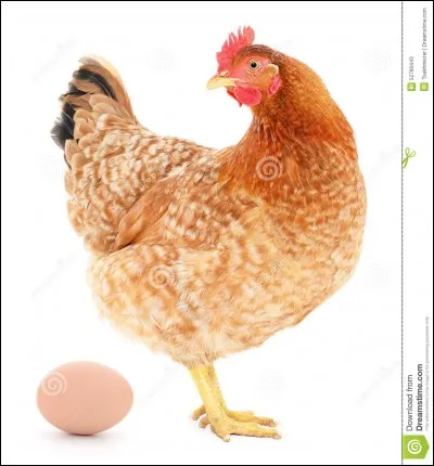 À quel âge pond une poule ?