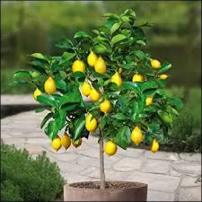 Sur quel arbre poussent les citrons ?
