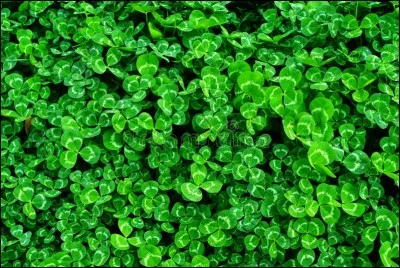 Combien de feuilles doit avoir un trèfle pour porter bonheur ?