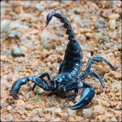 Le scorpion est un insecte.