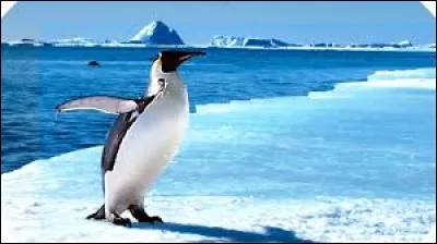 Quel est le titre de ce film de Luc Jacquet ?