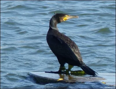 Quel est cet oiseau qui s'entend plut&ocirc;t bien avec les dauphins ?