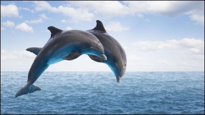 À l'aide de quoi les dauphins forment-ils des cercles de vase sur le fond marin pour pêcher ?