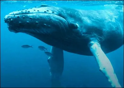 Quelle esp&egrave;ce de baleine n'existe pas ?