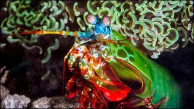 Quel est le nom de cet animal ?