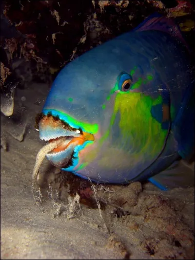 De quoi se nourrit le poisson-perroquet &agrave; bosses ?