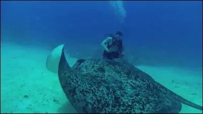 La raie est-elle &eacute;lectrique ?