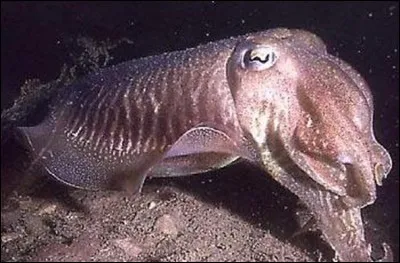 Quelle est la particularit&eacute; de la seiche &agrave; larges tentacules ?