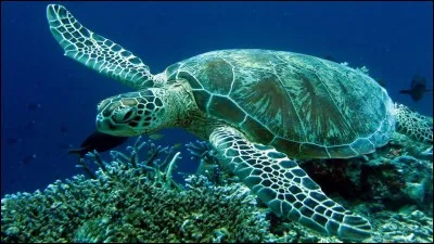 Comment la tortue fait-elle pour nettoyer sa carapace ?