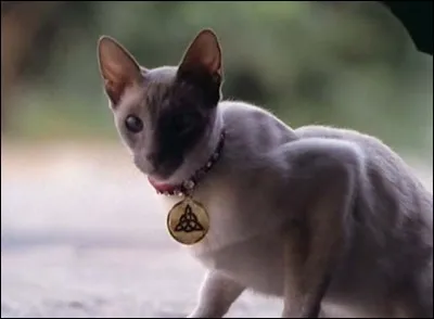 Quel est le nom de la chatte des sœurs Halliwell ?
