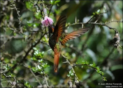 Quel est cet oiseau ?