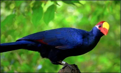 Quel est cet oiseau ?