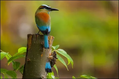 Quel est cet oiseau ?