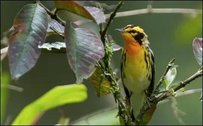 Quel est cet oiseau ?
