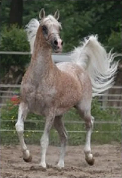 De quelle couleur ce cheval est-il ?