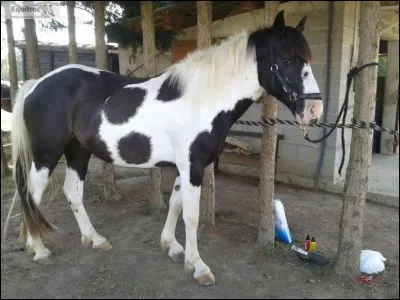 De quelle couleur ce cheval est-il ?