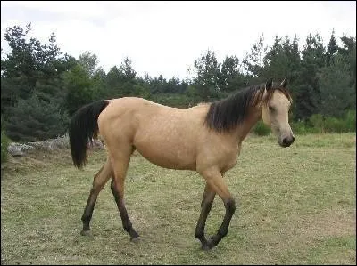 De quelle couleur ce cheval est-il ?