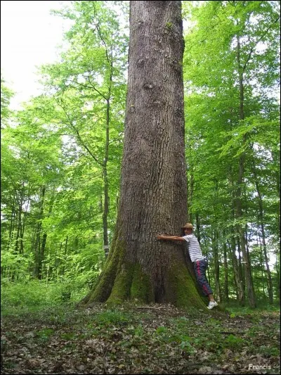 Le fruit du chêne est le gland. Vrai ou faux ?