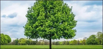Qu'ont tous les arbres ?